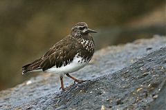 Black Turnstone